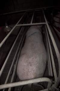 Sow in crate - Australian pig farming - Captured at Wally's Piggery, Jeir NSW Australia.