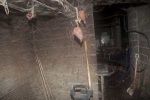 Slaughter room - Australian pig farming - Captured at Wally's Piggery, Jeir NSW Australia.