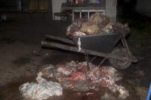 Wheelbarrow full of guts in slaughter room - Australian pig farming - Captured at Wally's Piggery, Jeir NSW Australia.