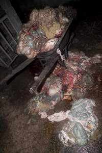 Wheelbarrow full of guts in slaughter room - Australian pig farming - Captured at Wally's Piggery, Jeir NSW Australia.