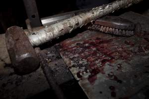 Sledgehammer in slaughter room - The sledgehammer Wally used to bludgeon his pigs - Captured at Wally's Piggery, Jeir NSW Australia.