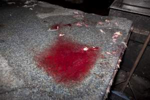 Bloody bench in slaughter room - Shreds of fur and a pool of blood on a bench in Wally's slaughter room - Captured at Wally's Piggery, Jeir NSW Australia.