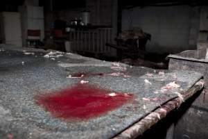 Bloody bench in slaughter room - Shreds of fur and a pool of blood on a bench in Wally's slaughter room. In the background, a wheelbarrow full of guts. - Captured at Wally's Piggery, Jeir NSW Australia.