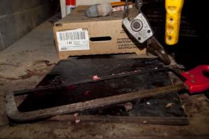 Handsaw covered in pieces of flesh - In Wally's slaughter room - Captured at Wally's Piggery, Jeir NSW Australia.