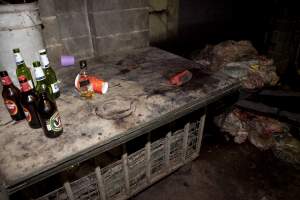 Beer bottles next to wheelbarrow full of guts - Workers often drank on the job in Wally's slaughter room - Captured at Wally's Piggery, Jeir NSW Australia.