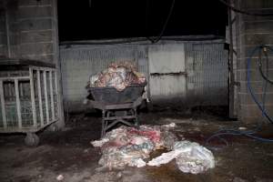 Wheelbarrow full of guts in slaughter room - Australian pig farming - Captured at Wally's Piggery, Jeir NSW Australia.