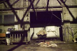 Wheelbarrow full of guts in slaughter room - Australian pig farming - Captured at Wally's Piggery, Jeir NSW Australia.