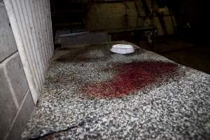 Pool of blood on bench in slaughter room - Australian pig farming - Captured at Wally's Piggery, Jeir NSW Australia.