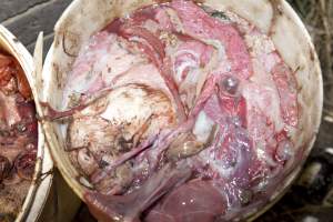 Bucket full of dead piglets and afterbirth - Australian pig farming - Captured at Wally's Piggery, Jeir NSW Australia.