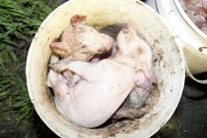 Bucket full of dead piglets - Australian pig farming - Captured at Wally's Piggery, Jeir NSW Australia.