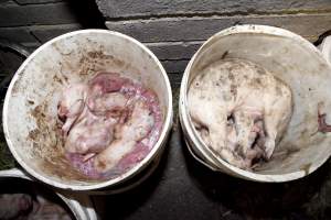 Buckets full of dead piglets - Australian pig farming - Captured at Wally's Piggery, Jeir NSW Australia.