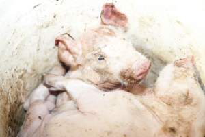 Bucket full of dead piglets - Australian pig farming - Captured at Wally's Piggery, Jeir NSW Australia.