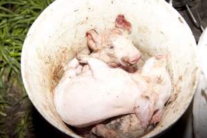 Bucket full of dead piglets - Australian pig farming - Captured at Wally's Piggery, Jeir NSW Australia.