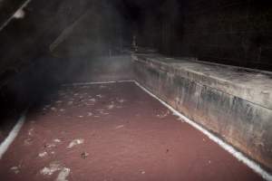 Scalding tank with congealed blood - Australian pig farming - Captured at Wally's Piggery, Jeir NSW Australia.