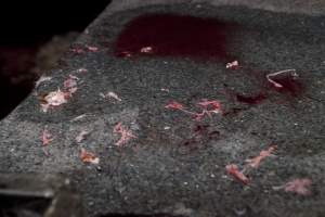 Pieces of fur and skin on bench in slaughter room - Australian pig farming - Captured at Wally's Piggery, Jeir NSW Australia.