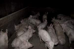 Grower/finisher pigs - Australian pig farming - Captured at Wally's Piggery, Jeir NSW Australia.