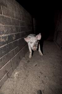 Loose grower pig - Australian pig farming - Captured at Wally's Piggery, Jeir NSW Australia.