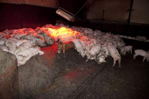 Weaner piglets - Australian pig farming - Captured at Wally's Piggery, Jeir NSW Australia.