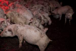 Weaner piglets - Australian pig farming - Captured at Wally's Piggery, Jeir NSW Australia.