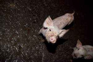 Weaner piglet on excrement-covered floor - Australian pig farming - Captured at Wally's Piggery, Jeir NSW Australia.