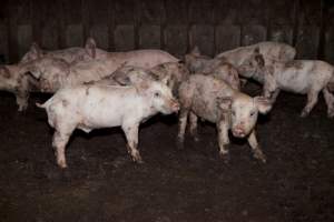 Weaner piglets - Australian pig farming - Captured at Wally's Piggery, Jeir NSW Australia.