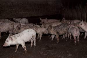 Weaner piglets - Australian pig farming - Captured at Wally's Piggery, Jeir NSW Australia.