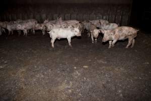 Weaner piglets - Australian pig farming - Captured at Wally's Piggery, Jeir NSW Australia.