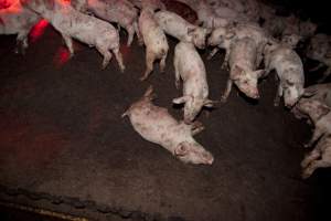 Weaner piglets - Australian pig farming - Captured at Wally's Piggery, Jeir NSW Australia.