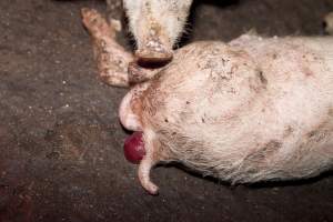 Weaner piglet with prolapse - Australian pig farming - Captured at Wally's Piggery, Jeir NSW Australia.