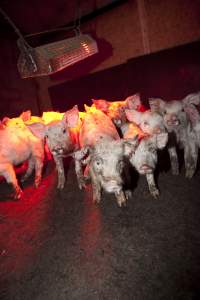 Weaner piglets - Australian pig farming - Captured at Wally's Piggery, Jeir NSW Australia.