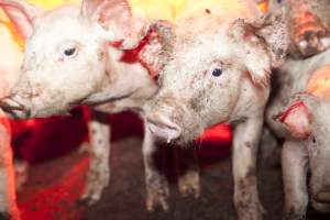 Weaner piglets - Australian pig farming - Captured at Wally's Piggery, Jeir NSW Australia.