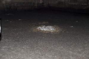 Dead piglets in empty pen - Australian pig farming - Captured at Wally's Piggery, Jeir NSW Australia.