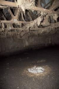 Dead piglets in empty pen - Ceiling covered in cobwebs - Captured at Wally's Piggery, Jeir NSW Australia.