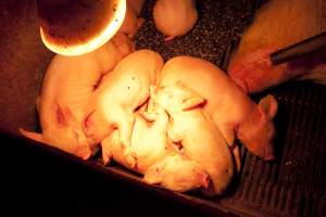 Piglets under heat lamp - Australian pig farming - Captured at Wally's Piggery, Jeir NSW Australia.
