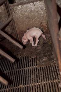Piglet in filthy corner of farrowing crate - Australian pig farming - Captured at Wally's Piggery, Jeir NSW Australia.