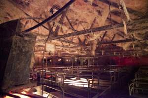 Ceiling of farrowing shed covered in cobwebs - Australian pig farming - Captured at Wally's Piggery, Jeir NSW Australia.