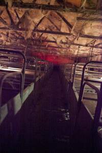 Ceiling of farrowing shed covered in cobwebs - Australian pig farming - Captured at Wally's Piggery, Jeir NSW Australia.