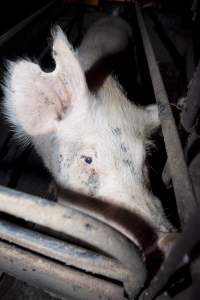Sow with large chunk cut from ear - Australian pig farming - Captured at Wally's Piggery, Jeir NSW Australia.