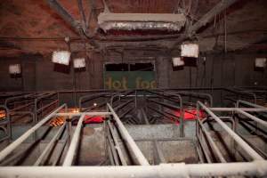 Looking across farrowing room - Australian pig farming - Captured at Wally's Piggery, Jeir NSW Australia.