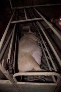 Pregnant sow in crate - Australian pig farming - Captured at Wally's Piggery, Jeir NSW Australia.