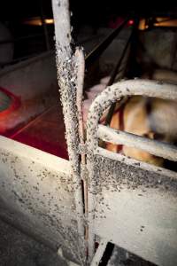 Farrowing crate covered in flies - Australian pig farming - Captured at Wally's Piggery, Jeir NSW Australia.