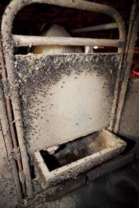 Door of farrowing crate covered in flies - Australian pig farming - Captured at Wally's Piggery, Jeir NSW Australia.