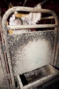 Door of farrowing crate covered in flies - Australian pig farming - Captured at Wally's Piggery, Jeir NSW Australia.