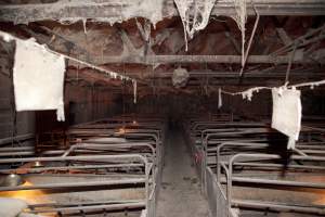 Looking down aisle of farrowing shed - Australian pig farming - Captured at Wally's Piggery, Jeir NSW Australia.