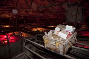 Looking across farrowing shed - Australian pig farming - Captured at Wally's Piggery, Jeir NSW Australia.