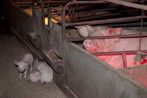 Wally's Piggery - Australian pig farming - Captured at Wally's Piggery, Jeir NSW Australia.