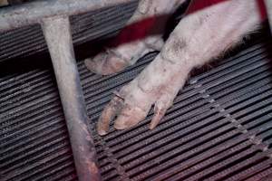 Sow with overgrown claws - Australian pig farming - Captured at Wally's Piggery, Jeir NSW Australia.