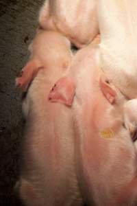 Piglets with small notches cut from ears - Australian pig farming - Captured at Wally's Piggery, Jeir NSW Australia.