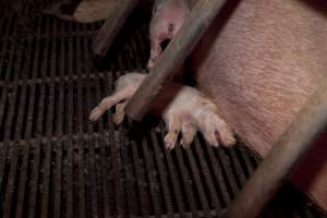 Wally's Piggery - Australian pig farming - Captured at Wally's Piggery, Jeir NSW Australia.