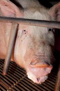Face of sow in crate - Australian pig farming - Captured at Wally's Piggery, Jeir NSW Australia.